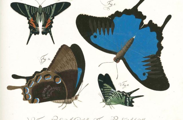 Butterflies from 1785 book
