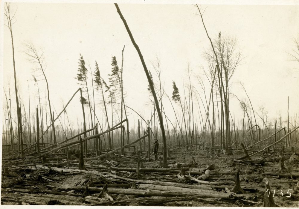 Destroyed woods south of Automba, Minnesota, 1918. Photographer: T.J. Horton.