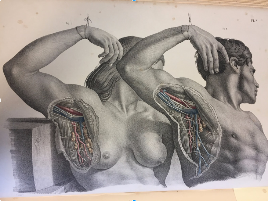 Dissecting Gender: Reframing Anatomical History Through the Female