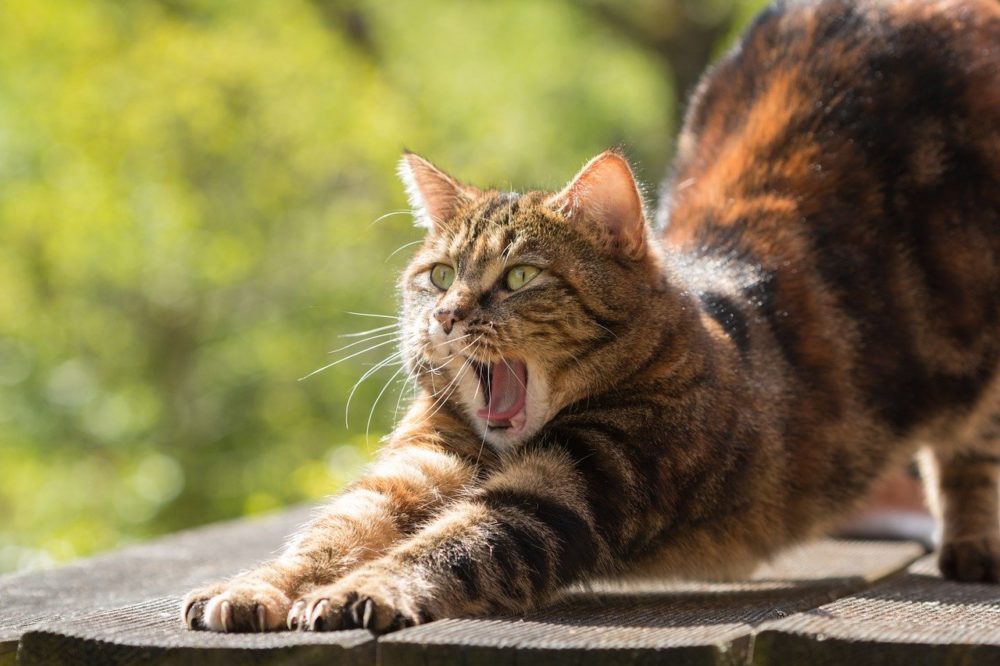 A tortoise shell cat stretching and yawning