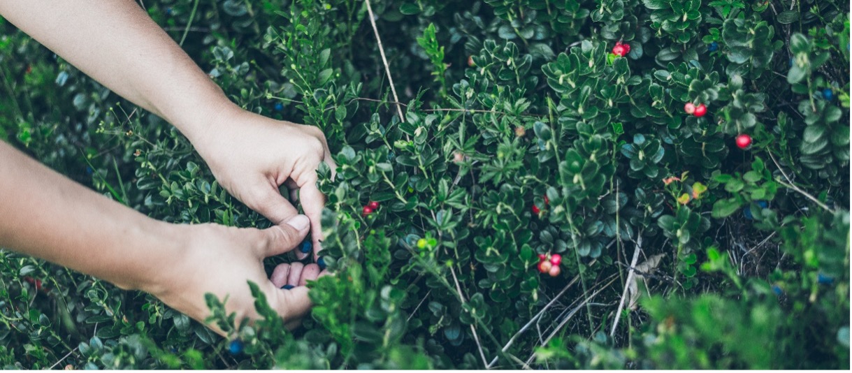Two hands picking wild berries