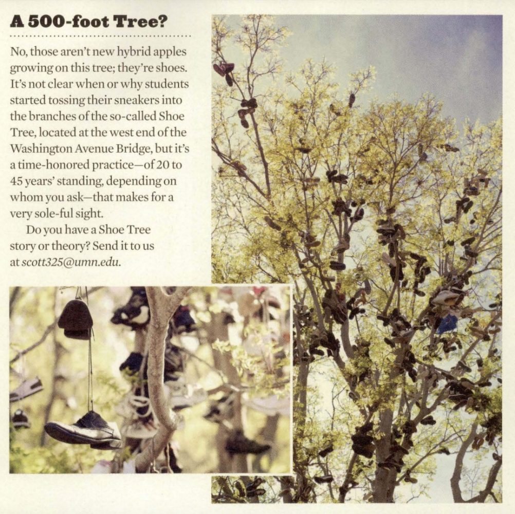Article from the Summer 2012 alumni magazine titled "A 500-foot tree?"