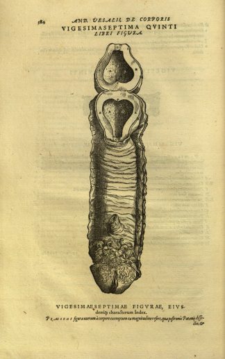 Illustration of female reproductive system from De Humani Corporis Fabrica by Andreus Vesalius (1543).
