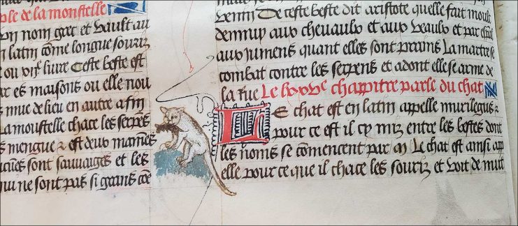 Cat in a Bell Library manuscript