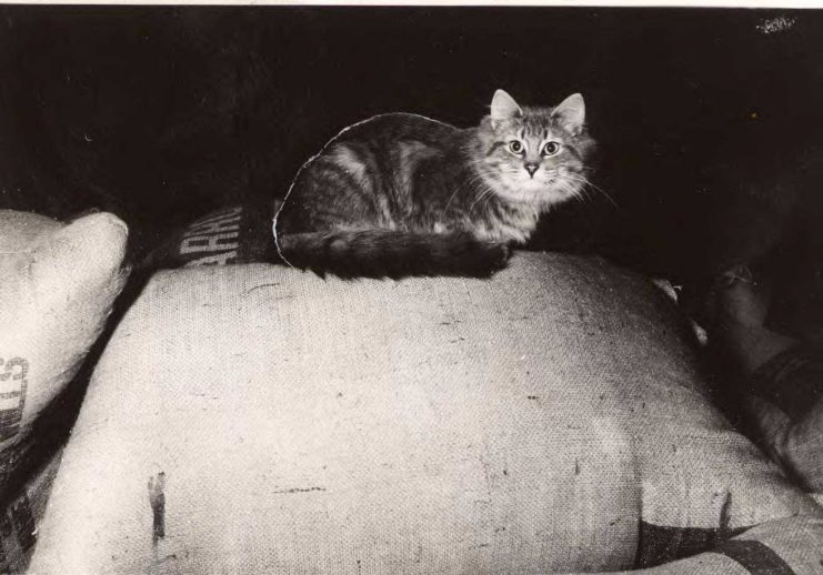 A cat sits on top of a feed bag at the Central Cooperative Wholesale mill. Date Created: