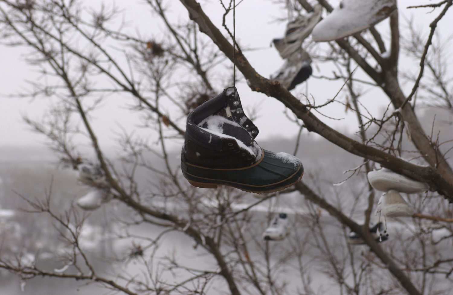 A single winter boot covered in snow hanging from an unseen branch. The Mississippi River is in the background.