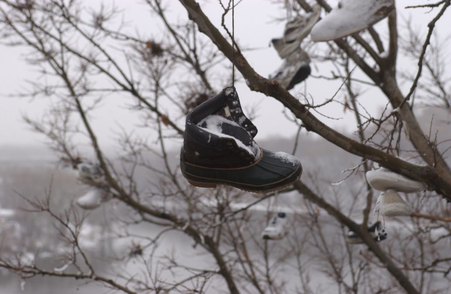 Hanging 2024 shoe tree