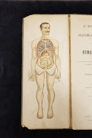 GIF of photos from Dr. Minder's Anatomical Manikin of the Human Body