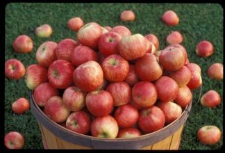 honeycrisp apples in a barrel