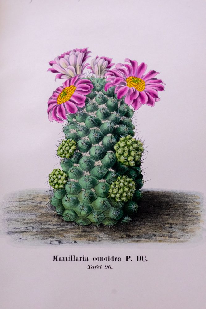 Illustration of a cactus in bloom against a pink background