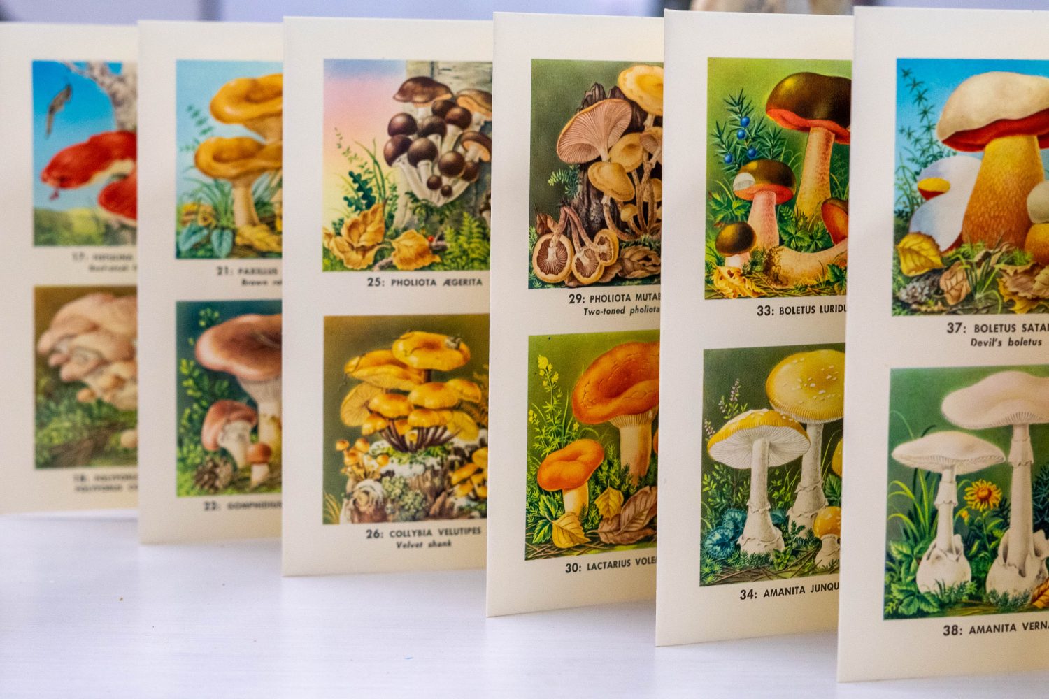 Fold out book with illustrations of many different types of mushrooms