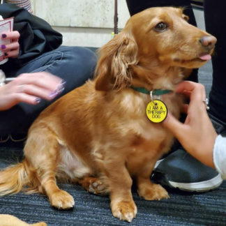 A small brown dog is pet by two hands. It wears a tag saying "I am a therapy dog."