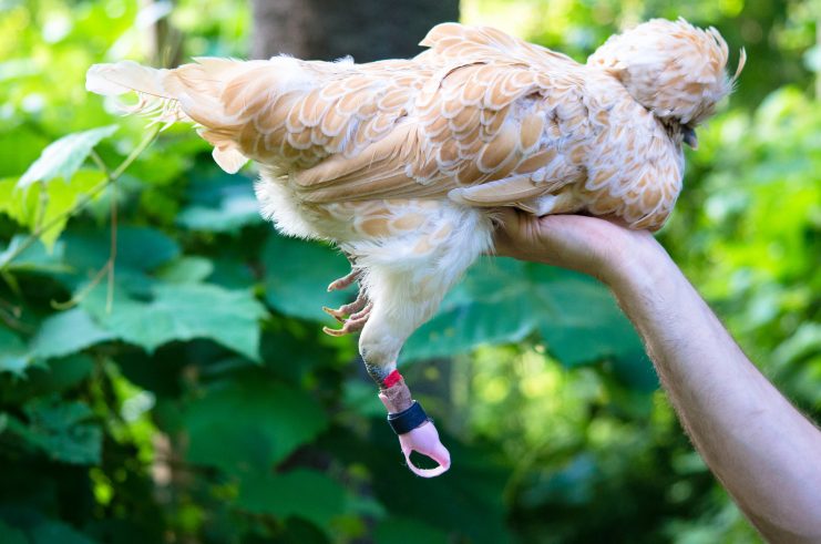 Creamy the hen being held with one hand under her chest so that her feet dangling in the air to show off her pink prosthetic foot. There is green foliage in the background.