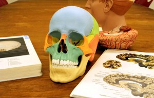 Skull and brain anatomical models at the Bio-Medical Library.