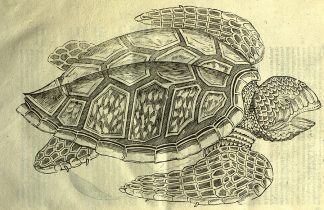 Turtle image from Ulisse Aldrovandi, De quadrupedib' digitatis viparis libri tres: et De quadrupedib' digitatis oviparis libri duo. Bonan: N. Tebaldinum, 1645.