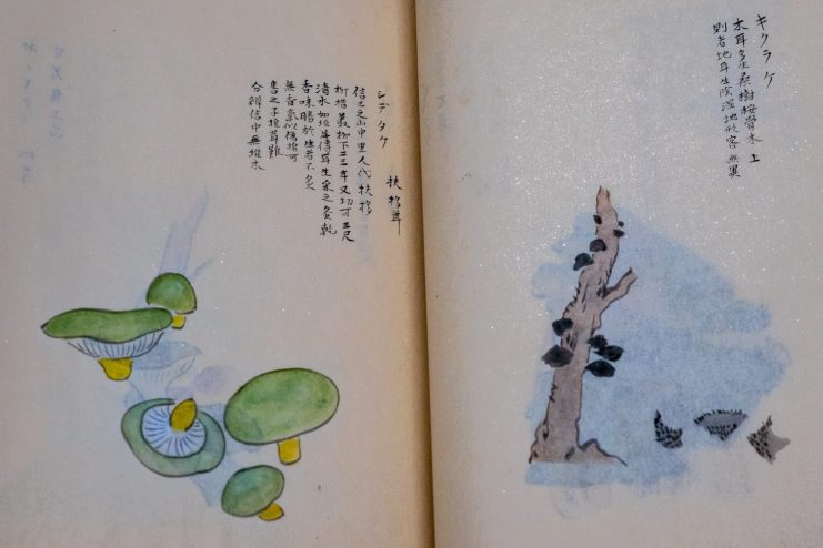 A handwritten Japanese text with images of mushrooms