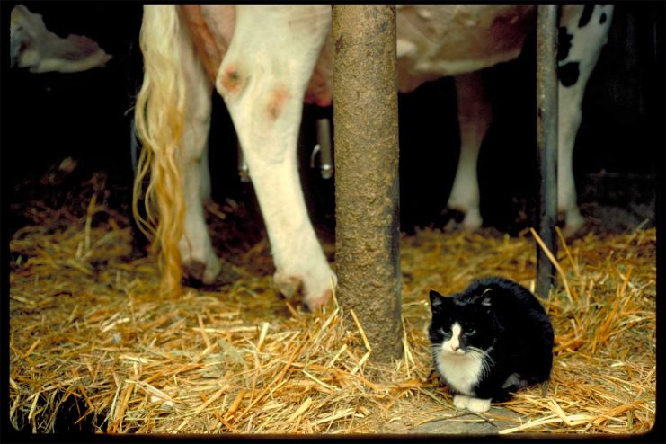 Cat taking a break next to a cow.