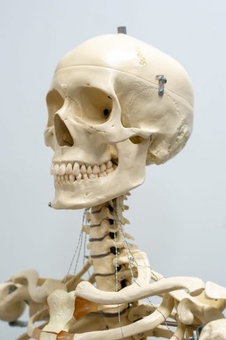 Head and shoulders of skeleton model