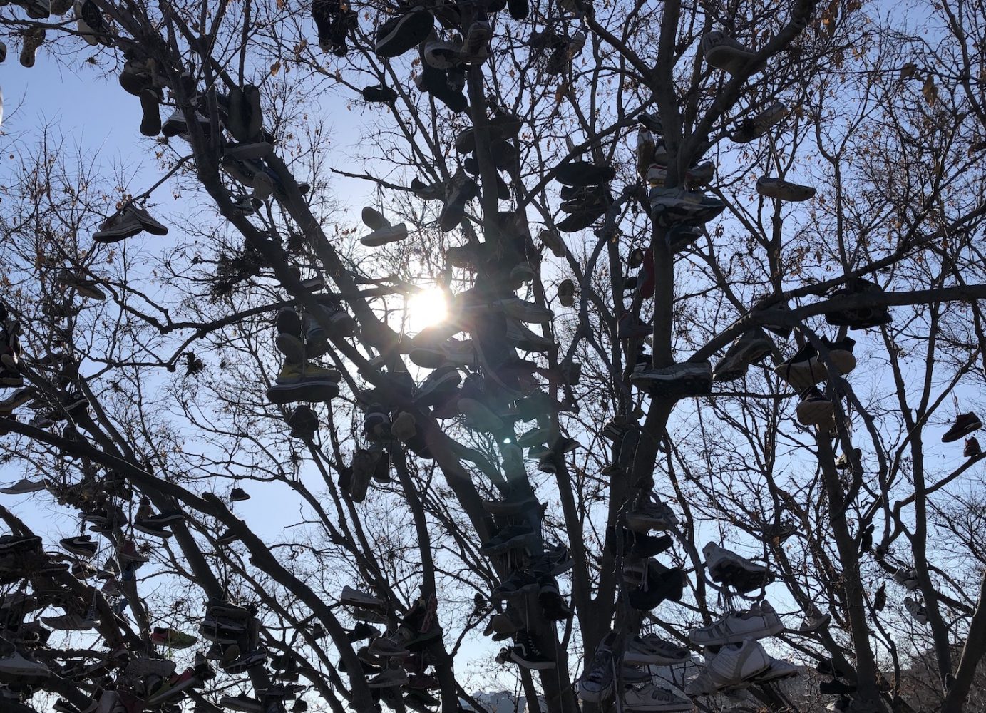 Silhouette of tree branches filled with shoes with the sun shining through the branches.