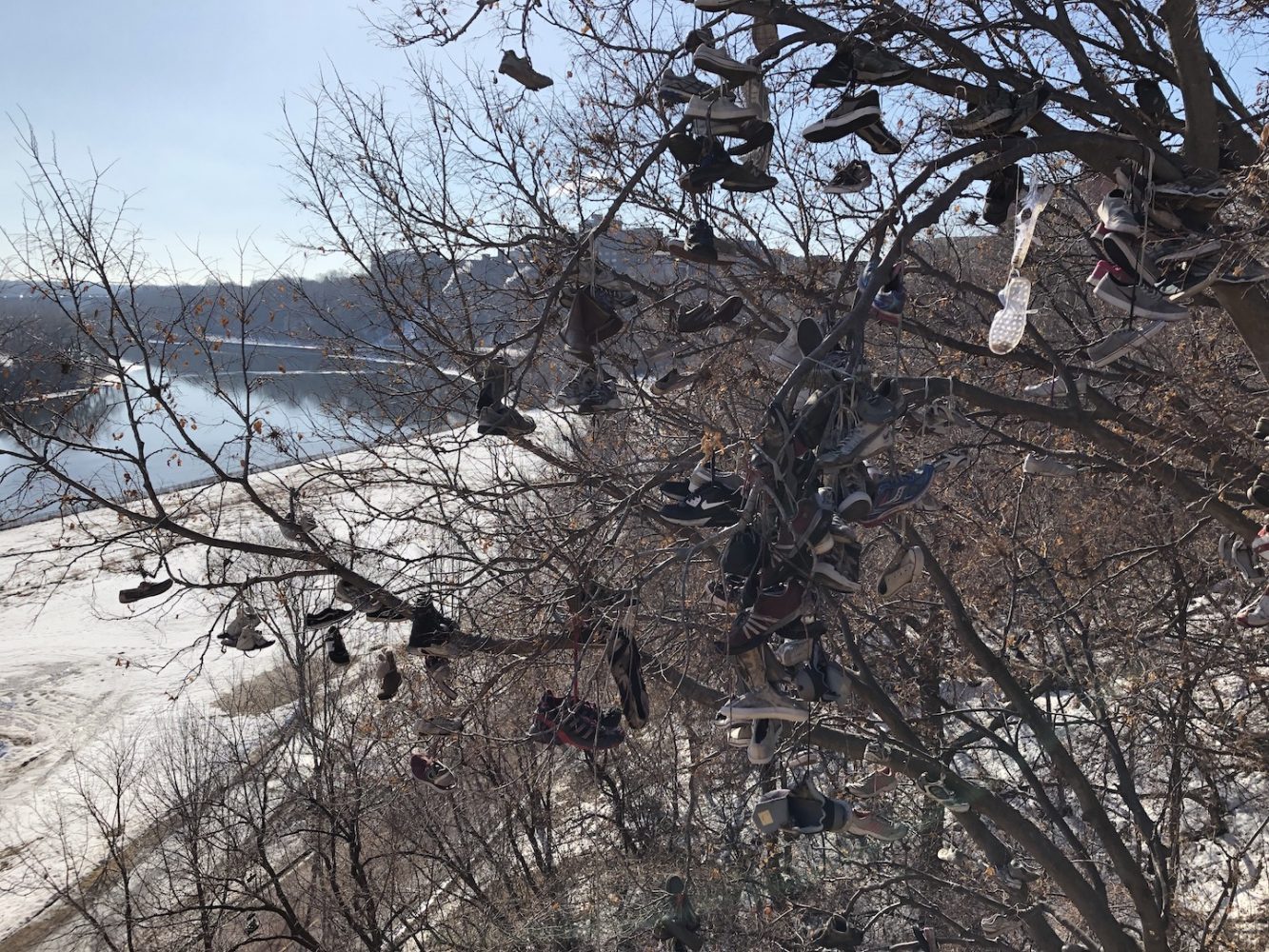 Dozens of shoes hang from branches with the Mississippi River in the background.