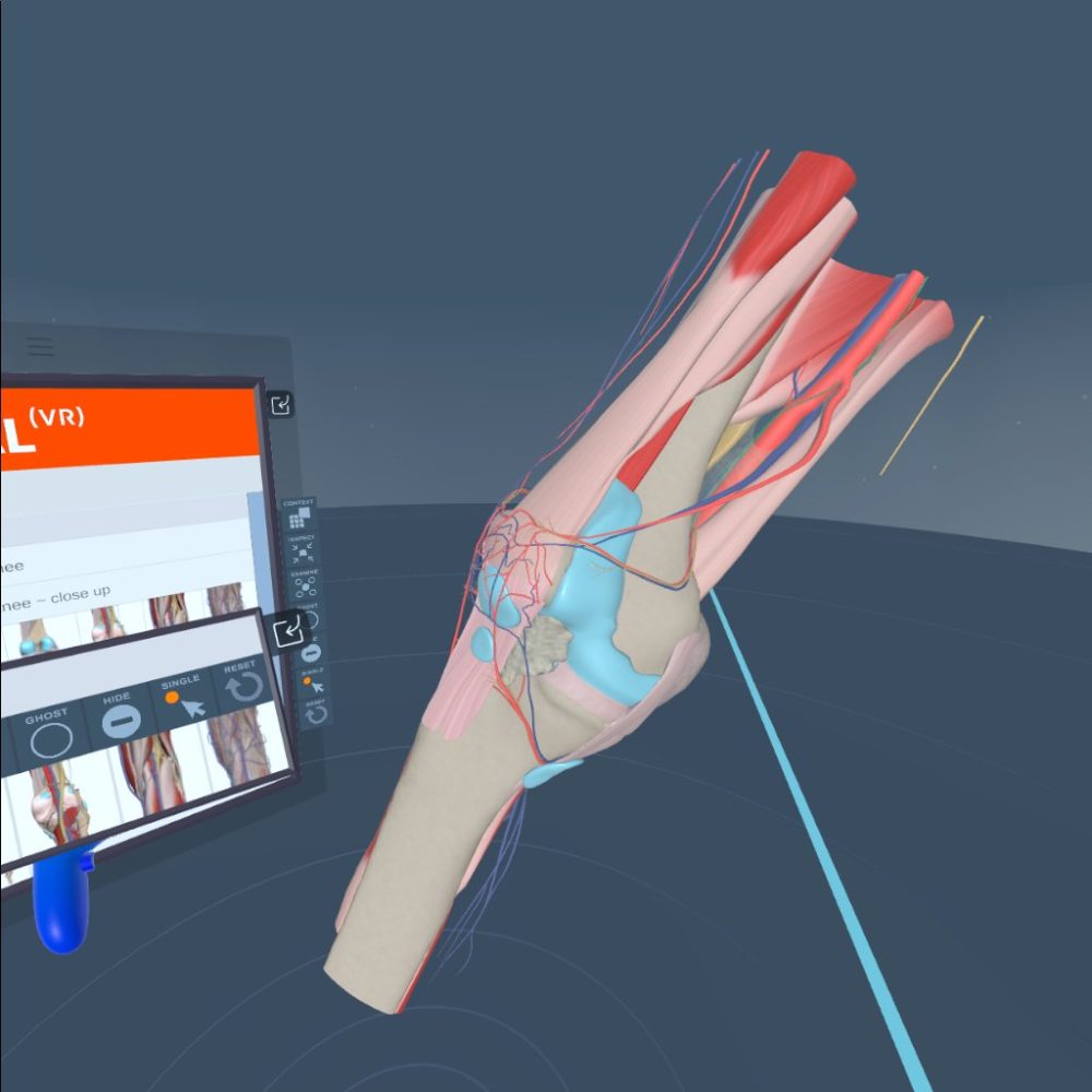 VR for human anatomy