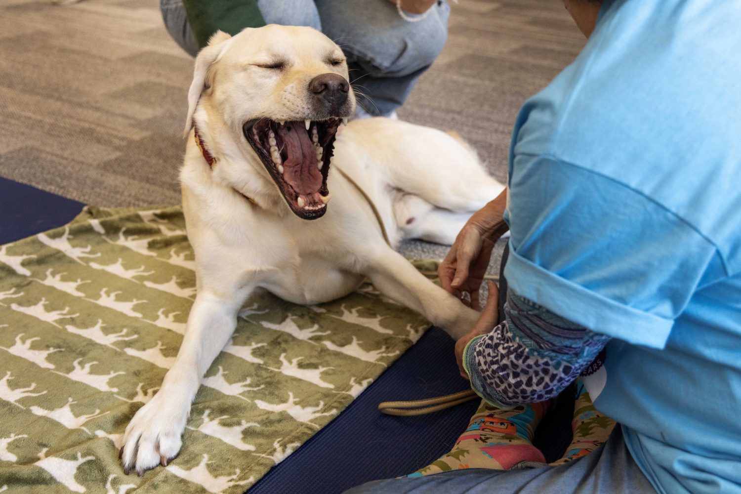 Tully, an English cream golden retriever, yawns at the PAWS 10th anniversary at Wilson Library on Thursday, Nov. 16, 2023. Tully double majors in naps and belly rubs. (Photo/Adria Carpenter)