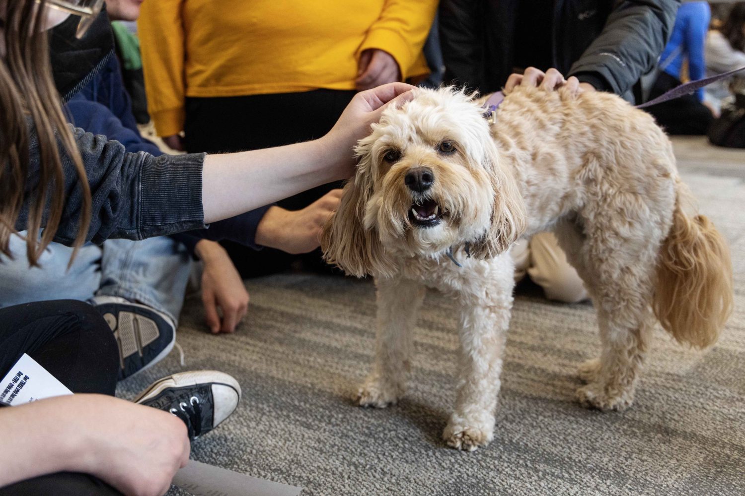 Beatrice, or Bea for short, gets plenty of attention at the PAWS 10th anniversary at Wilson Library on Thursday, Nov. 16, 2023. (Photo/Adria Carpenter)
