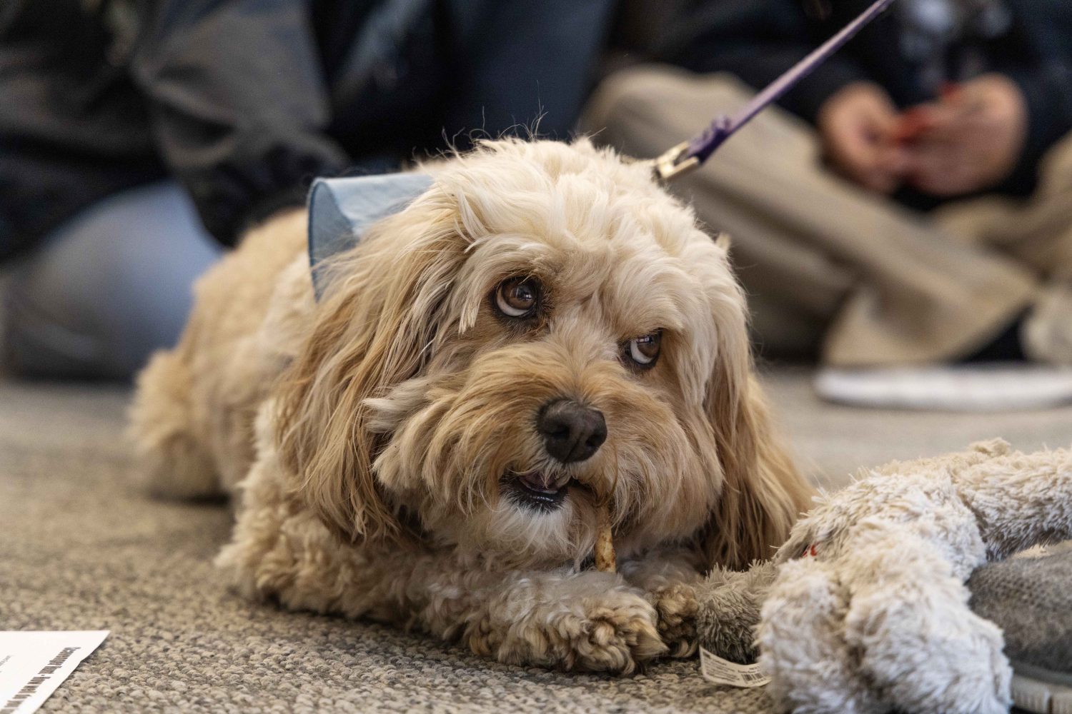 Bea gnaws on a treat during the PAWS 10th anniversary at Wilson Library on Thursday, Nov. 16, 2023. Bea double majors in playology and snugglolgy, and enjoys car rides. (Photo/Adria Carpenter)
