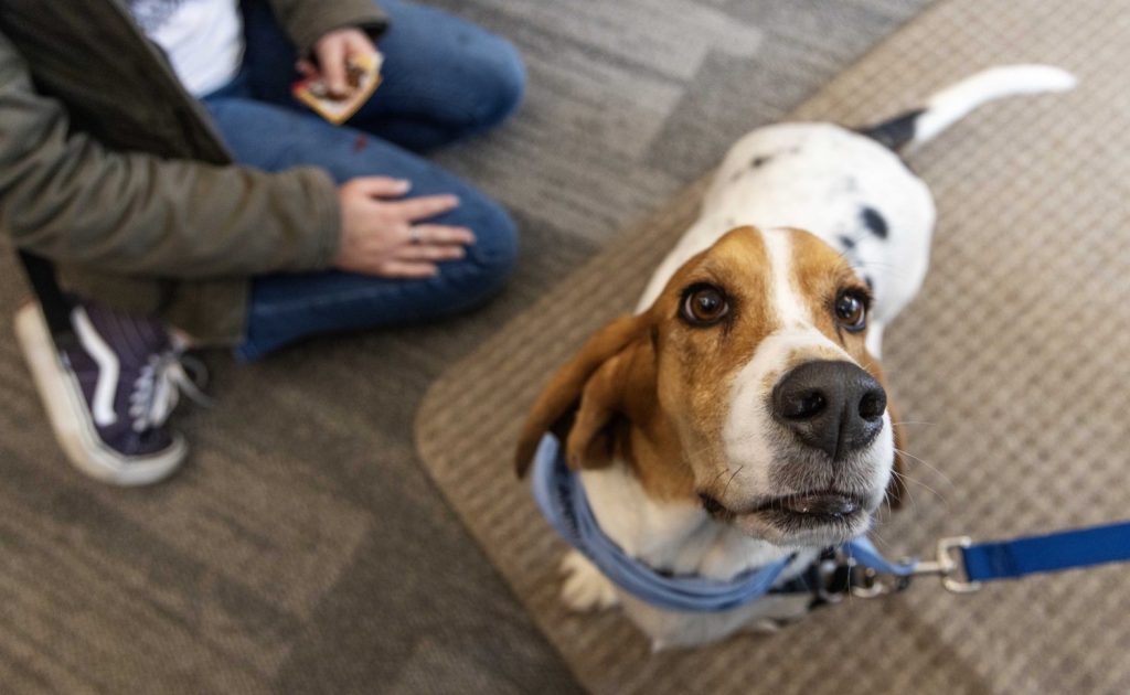 Barney, a basset hound, curiously sniffs the camera during the PAWS 10th anniversary at Wilson Library on Thursday, Nov. 16, 2023. True to his breed, Barney loves looking for deer at Ft. Snelling State Park. (Photo/Adria Carpenter)