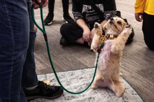 Cayleigh stands for a treat during the PAWS 10th anniversary at Wilson Library on Thursday, Nov. 16, 2023. Cayleigh majors in dog tricks and minors in agility. (Photo/Adria Carpenter)