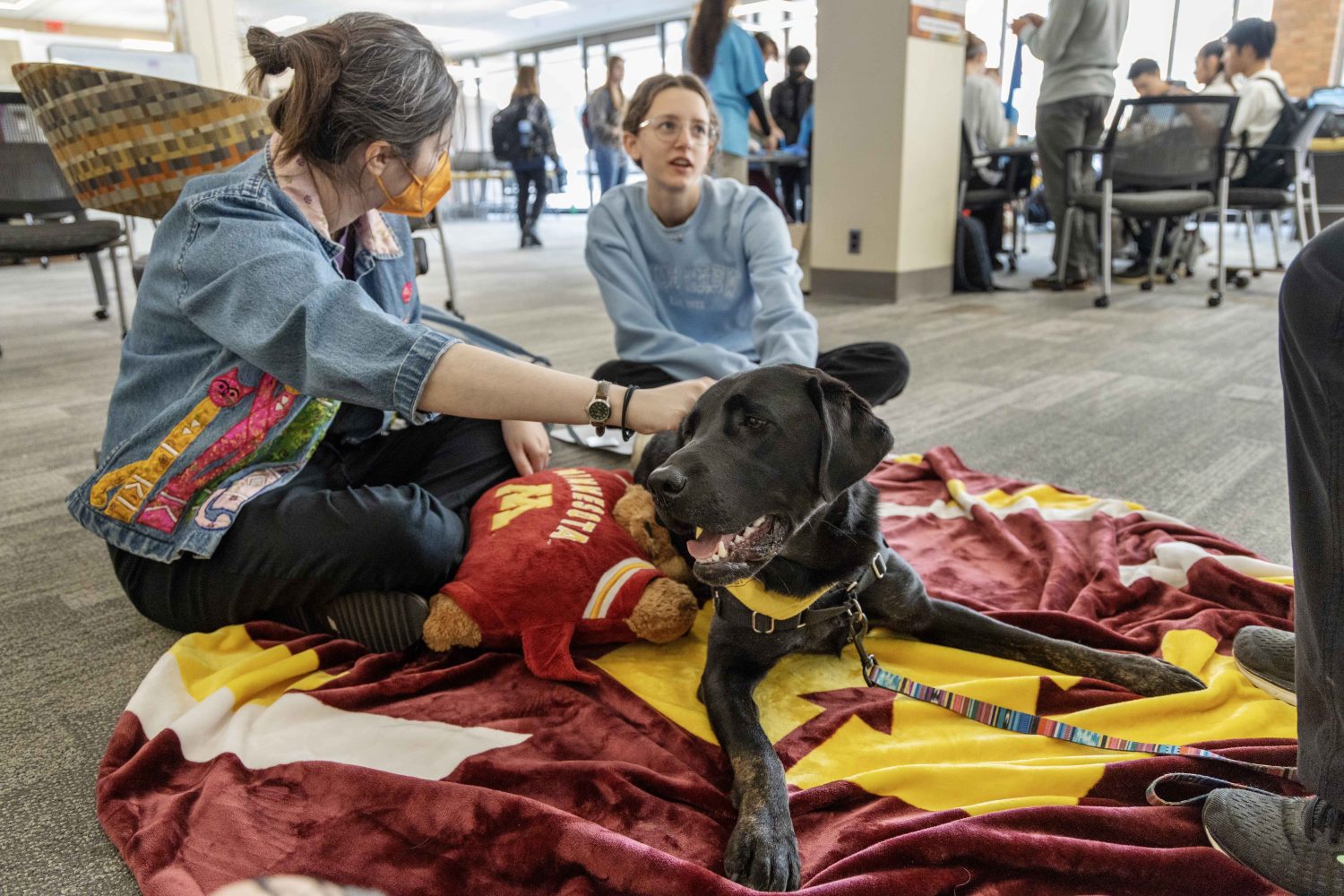 Mabel, a black lab, rests on her blanket and Goldie Gopher pillow during the PAWS 10th anniversary at Wilson Library on Thursday, Nov. 16, 2023. (Photo/Adria Carpenter)