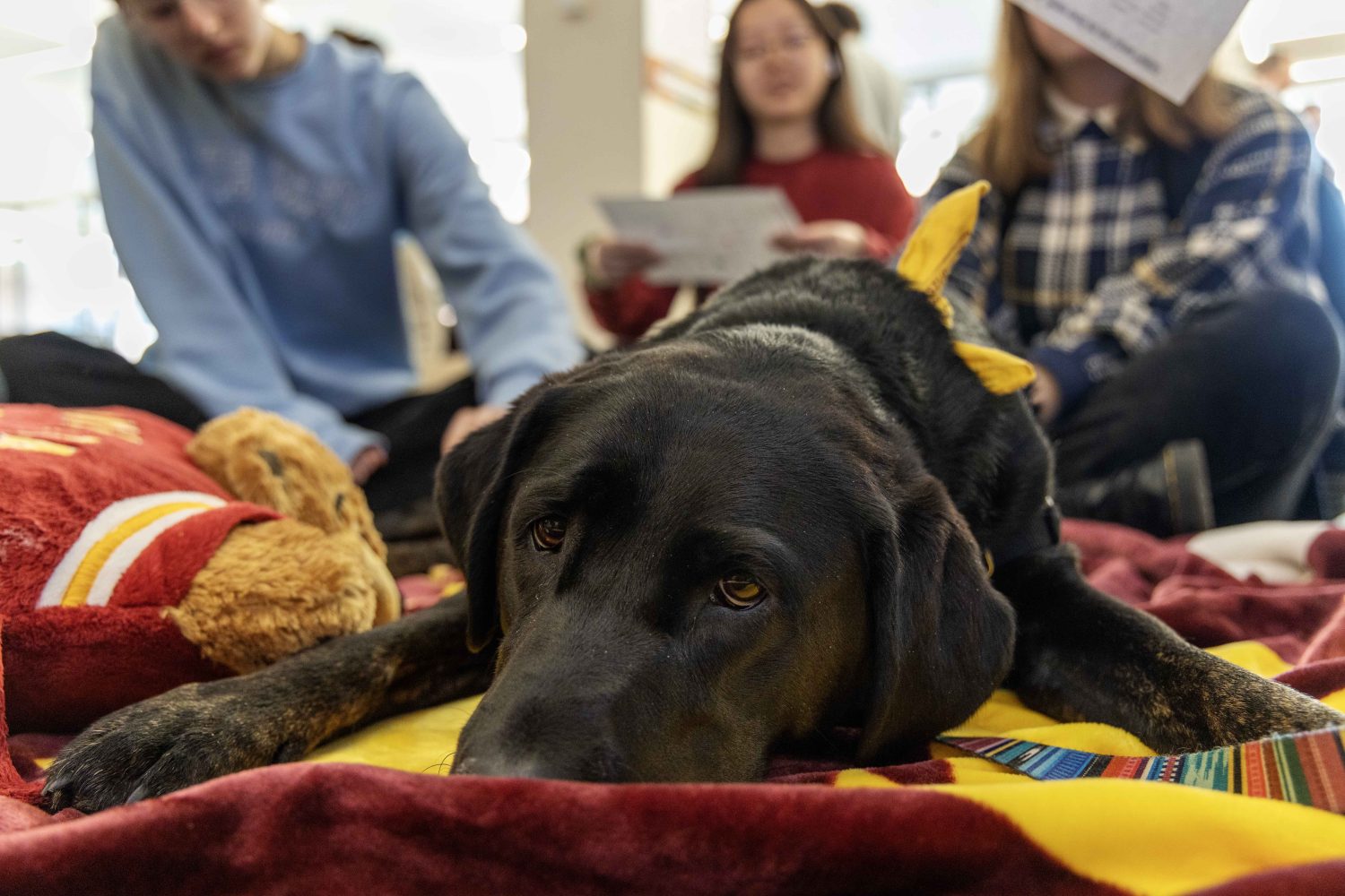 Mabel stares the camera before licking it and the photographer during the PAWS 10th anniversary at Wilson Library on Thursday, Nov. 16, 2023. (Photo/Adria Carpenter)