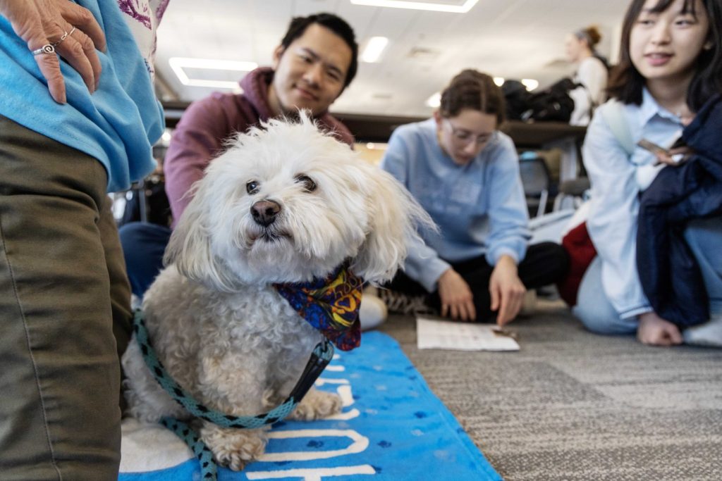 Chutzpa models for the camera at the PAWS 10th anniversary at Wilson Library on Thursday, Nov. 16, 2023. Chutzpa, a bichon and poodle mix, has been a PAWS dog since 2015. (Photo/Adria Carpenter)