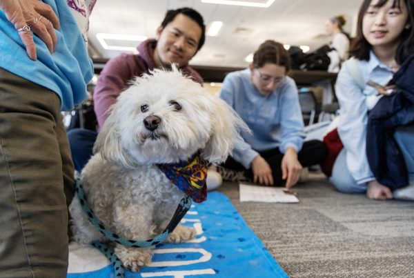 Chutzpa models for the camera at the PAWS 10th anniversary at Wilson Library on Thursday, Nov. 16, 2023. Chutzpa, a bichon and poodle mix, has been a PAWS dog since 2015. (Photo/Adria Carpenter)