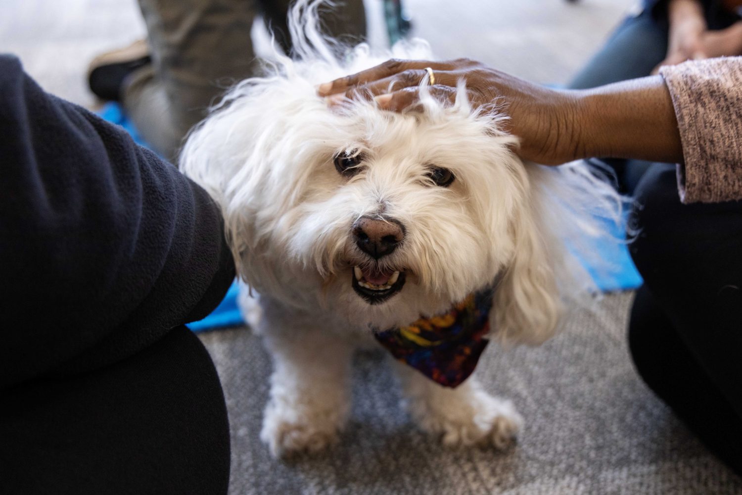 Chutzpa receives pets at the PAWS 10th anniversary at Wilson Library on Thursday, Nov. 16, 2023. Chutzpa majors in social work and loves cheese. (Photo/Adria Carpenter)