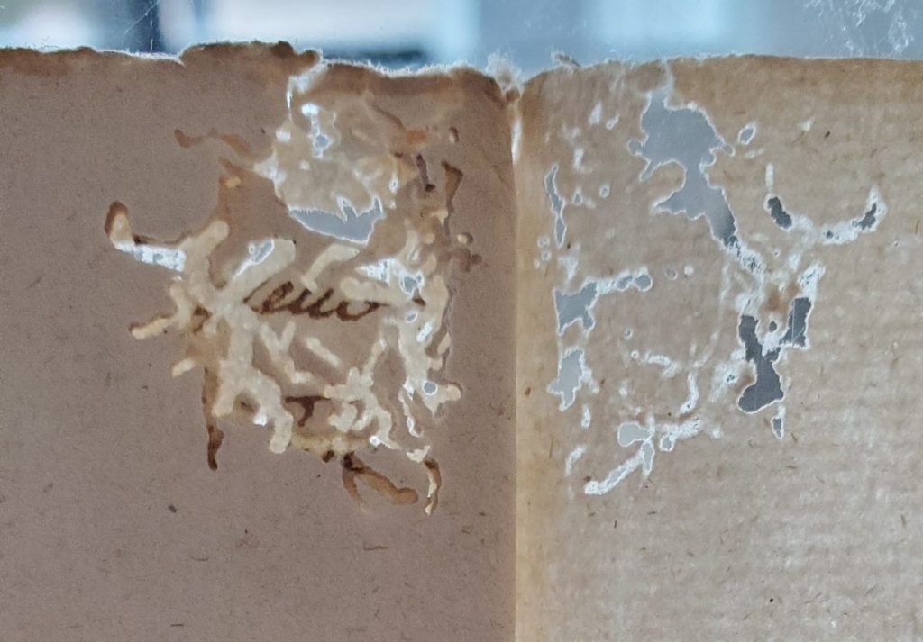 Scatter of fine lines showing bookworm damage.