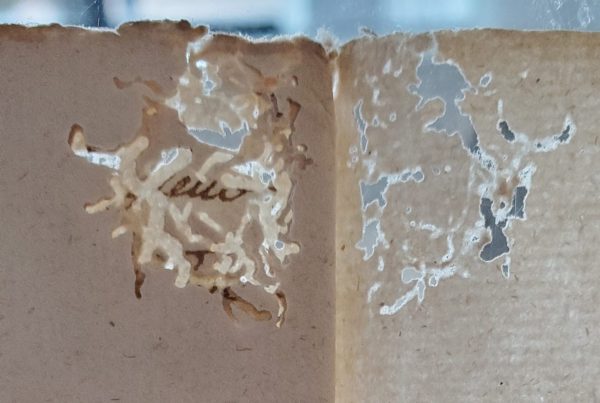 Scatter of fine lines showing bookworm damage.