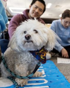 PAWS at Wilson Library