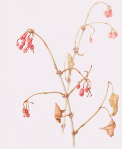 Cranberry stem drawing