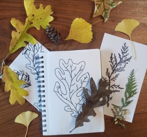 Leaves and botanical drawing.