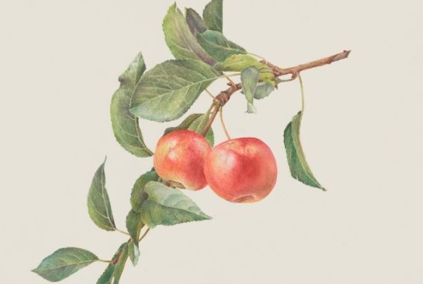 Flora & Fauna Illustrata image of apples