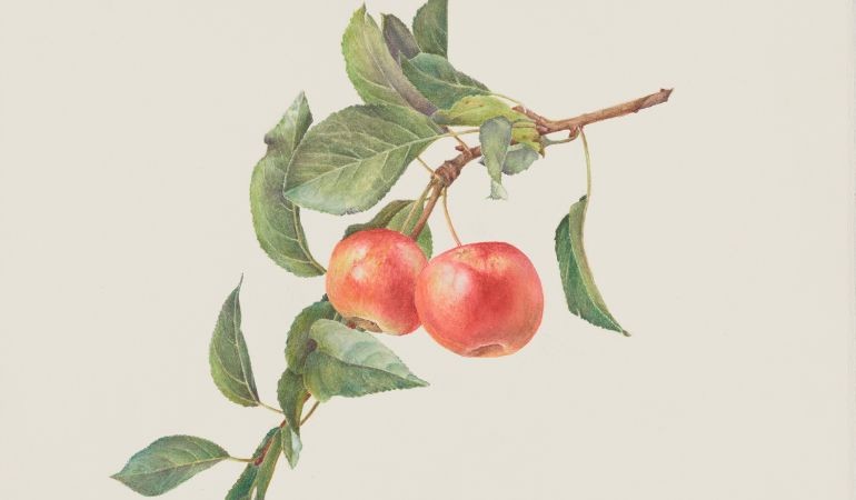 Flora & Fauna Illustrata image of apples