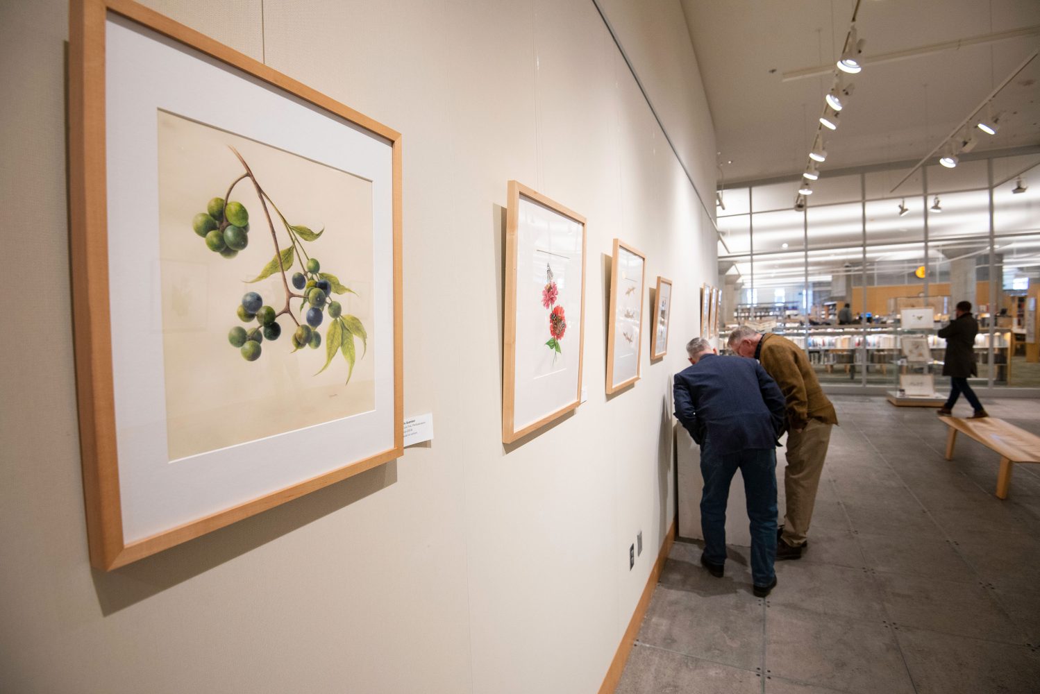 Framed botanical art on the gallery walls of the Flora & Fauna Illustrata exhibit at the Minneapolis Central Library. Visitors in background lean down to study a display case