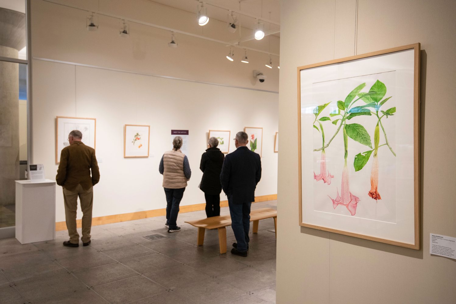 Framed art on the wall at the Flora and Fauna Illustrata exhibit at the Minneapolis Central Library. Art is of three colorful flowers