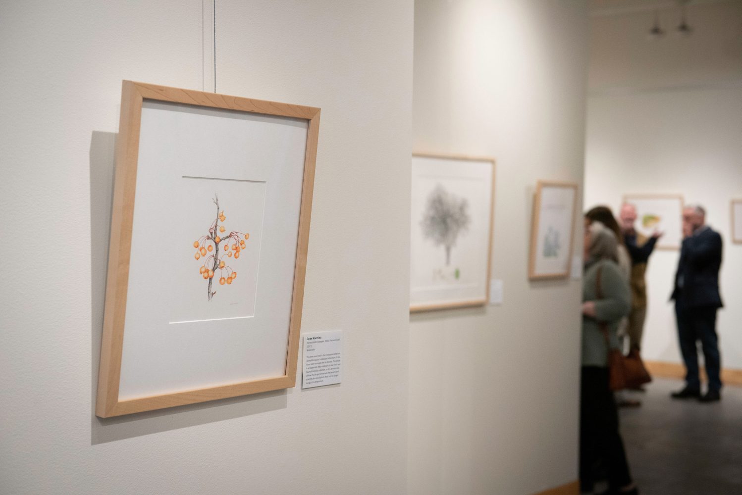 Framed art on the wall at the Flora and Fauna Illustrata exhibit at the Minneapolis Central Library. Art is of a branch with delicate orange buds hanging off