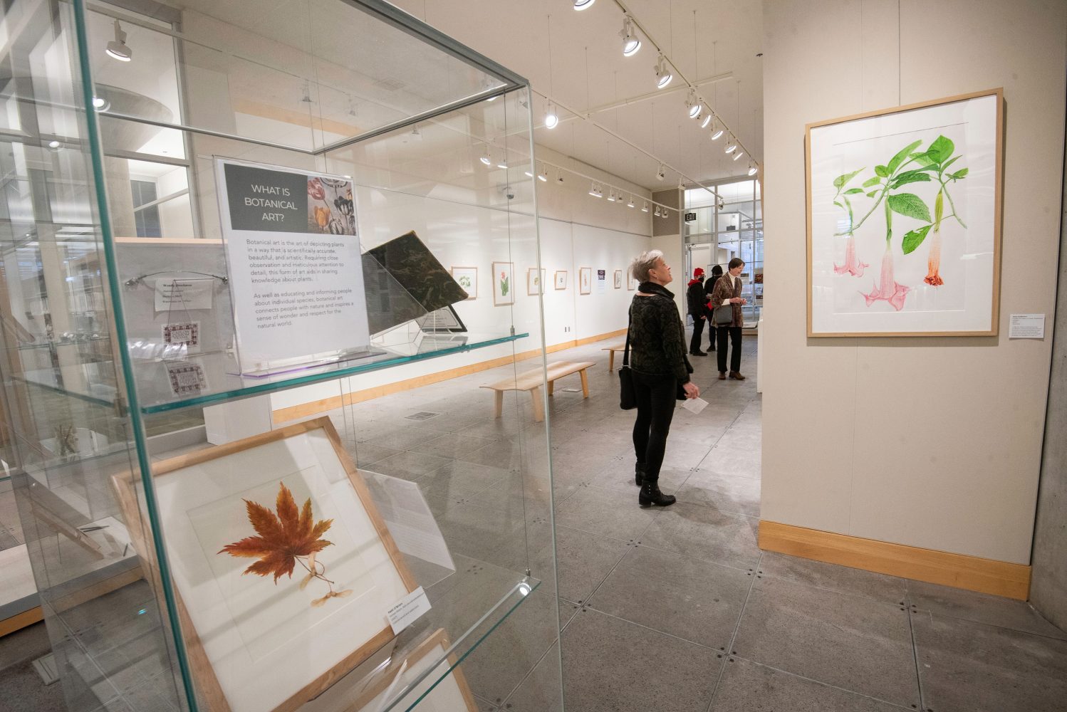 Exhibit space for Flora and Fauna Illustrata at the Minneapolis Central Library, featuring a glass exhibit case with a poster that reads "What is botanical art?"