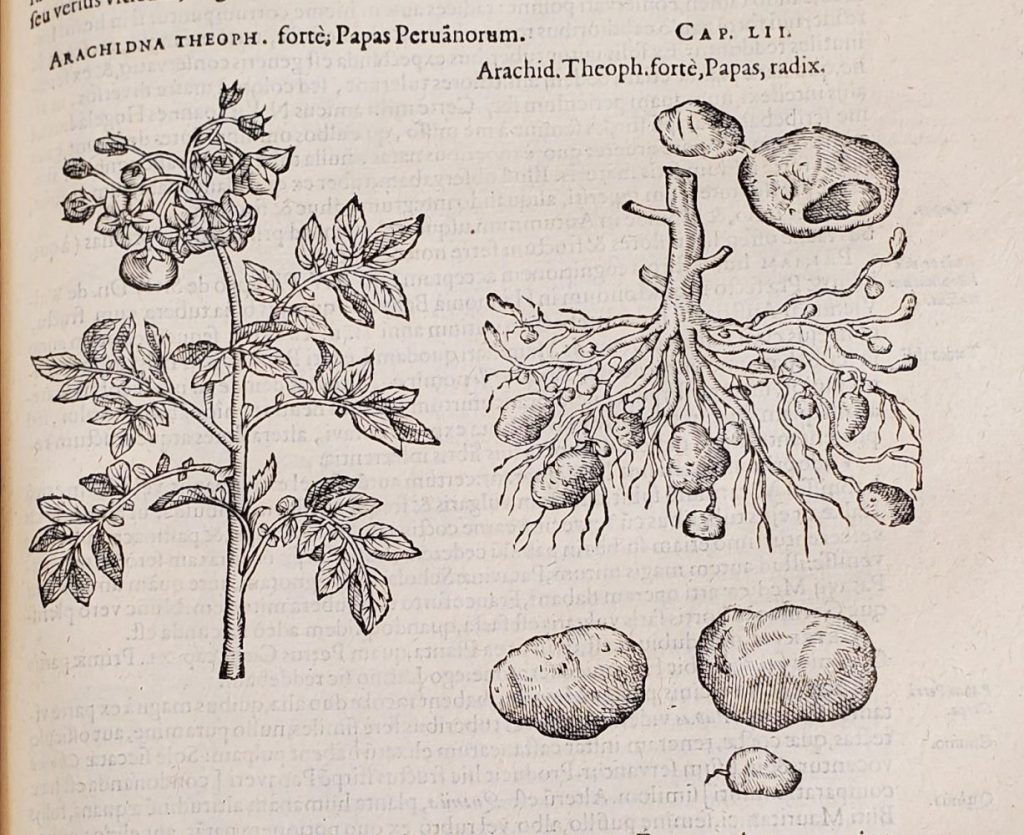 Engraving of potato plant: leaves and flowers on left; tubers on right.