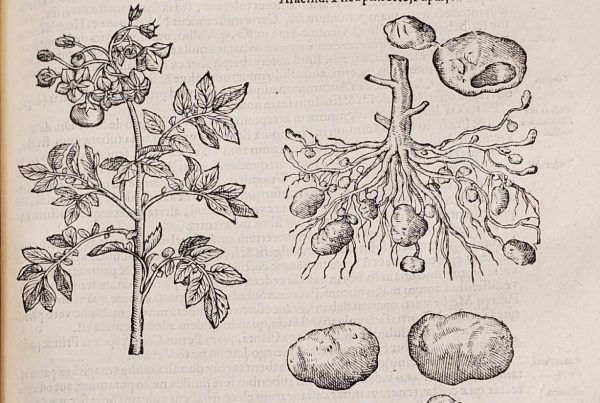 Engraving of potato plant: leaves and flowers on left; tubers on right.