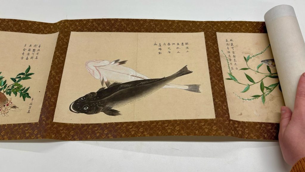 Sections from a Japanese materia medica scroll at the Wangensteen, featuring fish.