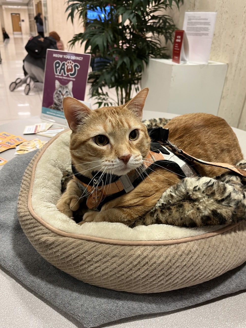 Morris the therapy cat sits in a cat bed.